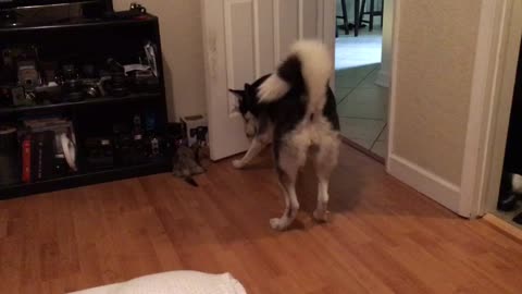 Kiki the ferret fooled husky