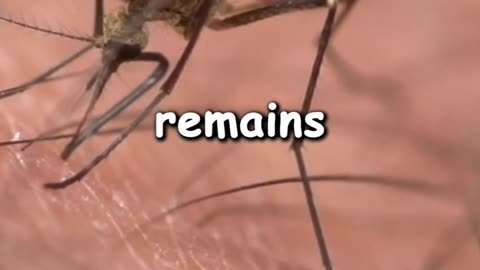 Have you ever wondered that mosquitos are important to human life?