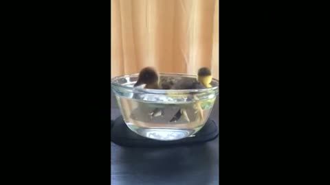 Baby ducklings experience swimming for the first time