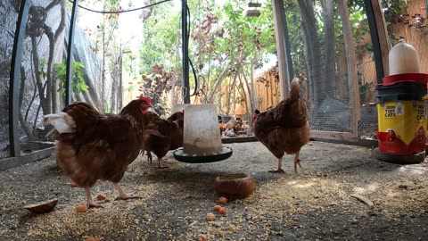 Backyard Chickens Fun Relaxing Sounds Noises Hens Roosters!