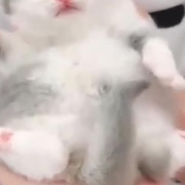 Funniest Animals | 😍🥰#shorts#pets