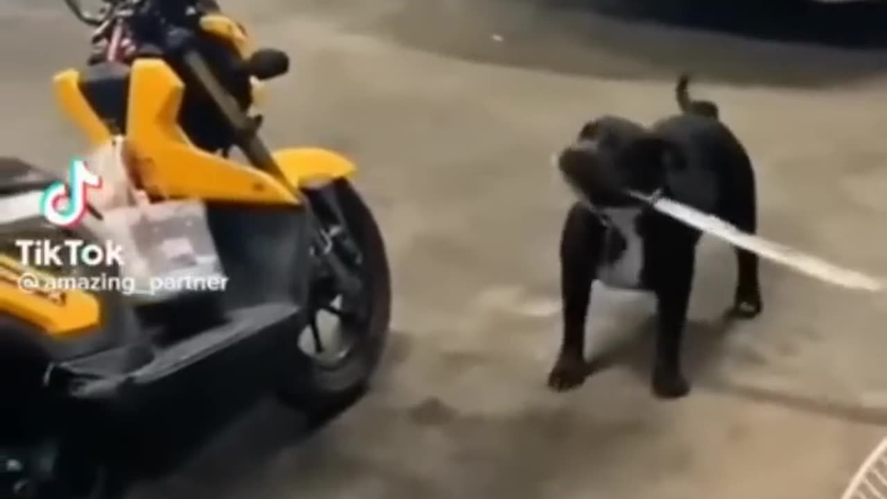 Part 3 animals video