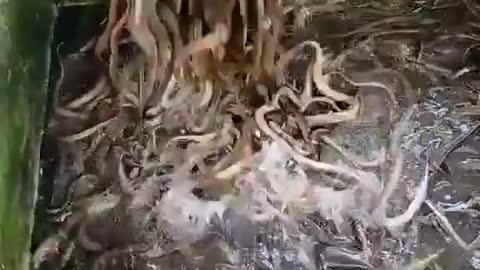 This is a beautiful and charming water-dwelling species