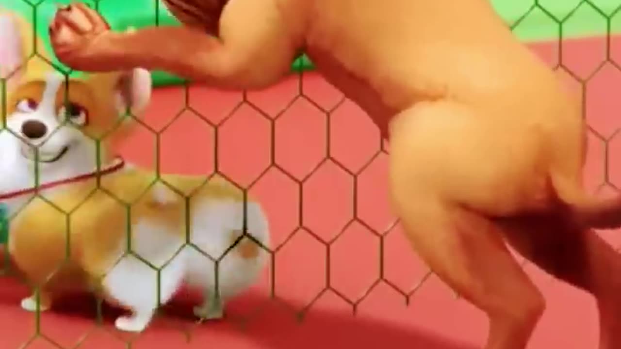Cat funny video