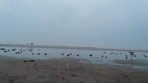 23 Pintails hit in one flock