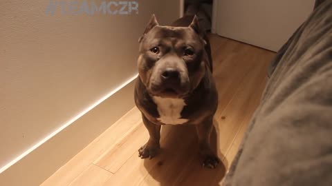 Talking dog Czr. American Bully is so smart!