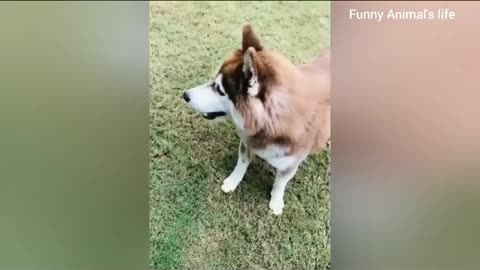 Funniest Animals Revealed: Hilarious Encounters Caught on Camera!