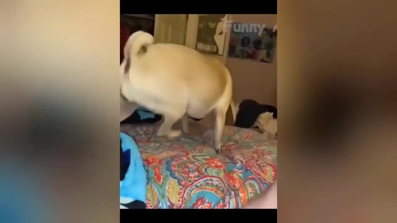 Funny animal videos