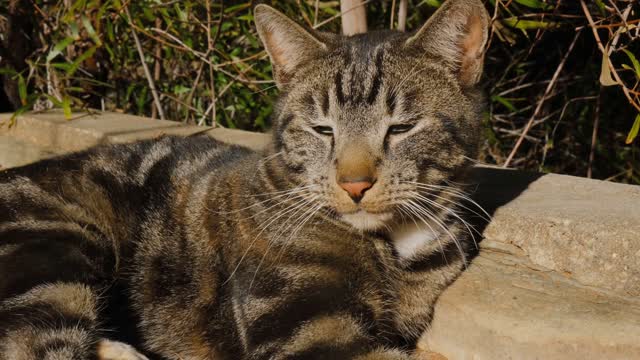 cat relexing, licking paws, relxing, cat, cats,