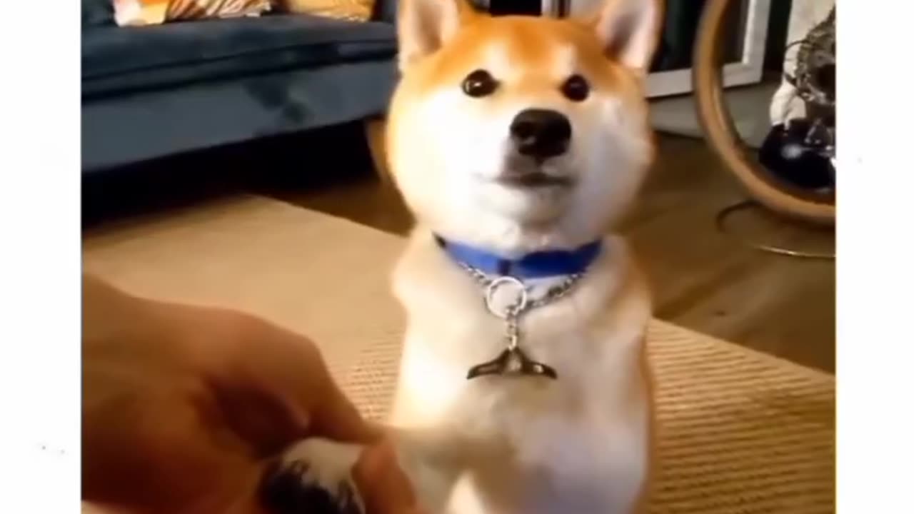 Barking Up the Funniest Tree: Hilarious Videos of Dogs Being Dogs