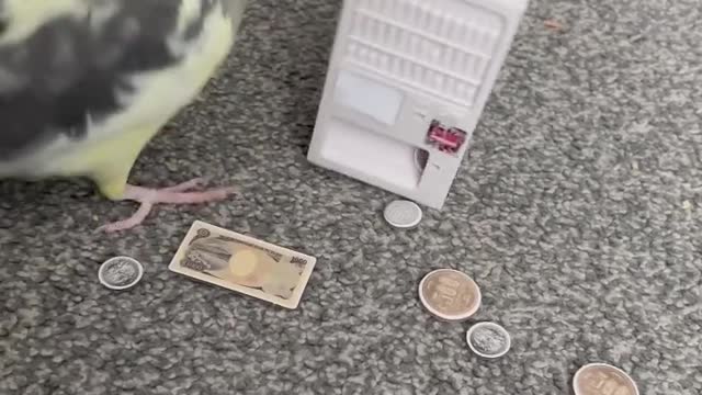 Cute Cockatiel Puts Money In Machine