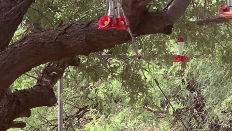 Hummingbirds In The Morning