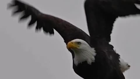 Numerous students eagle