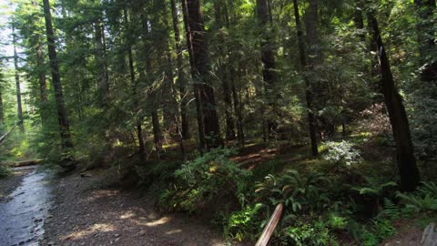 A Morning in the Forest...