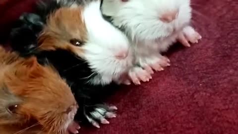 New born Guinea pigs