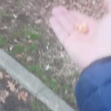 Woodpecker eating nuts