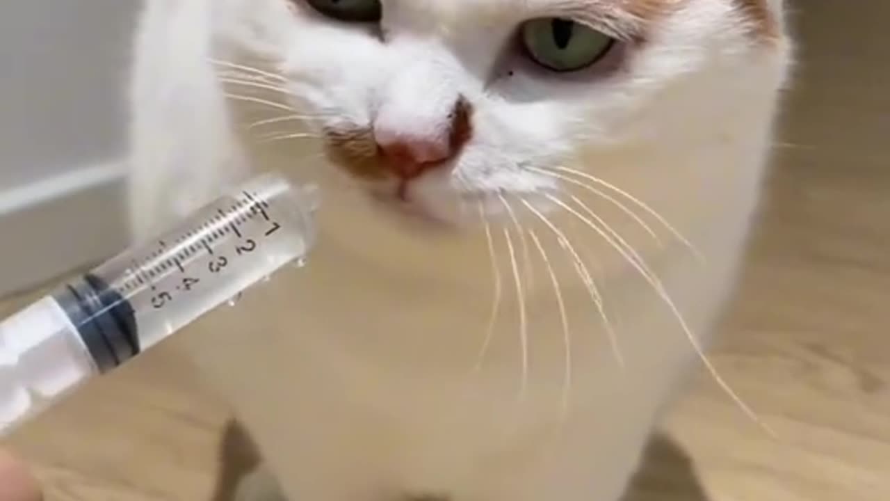 cat video