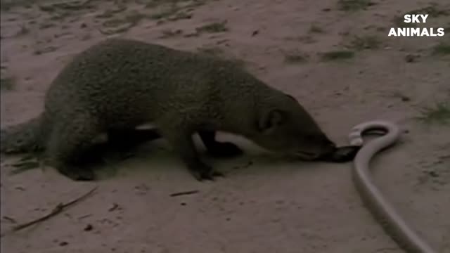 Amazing Snake Python King Cobra Big Battle In The Desert Mongoose