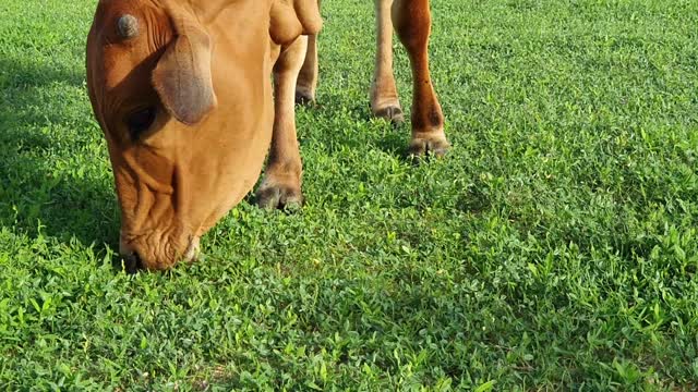 Brown cattle | On the way to eat brown cows