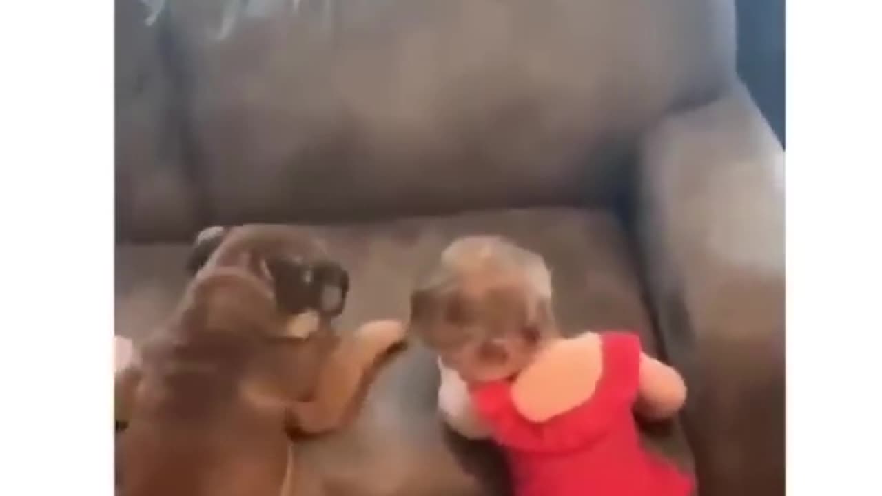 Funny Baby and dog