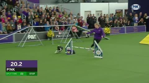 Pink this border collie wins back-to-back titles at the 2023 WKC masters Agility