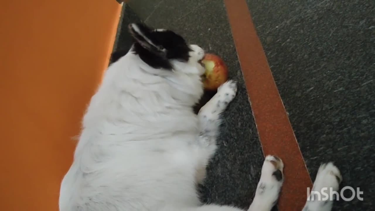 Dog eating apple