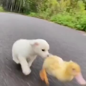 These are the funniest dog and duck interactions you'll ever see!