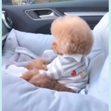 funny baby dogs | funny moment |