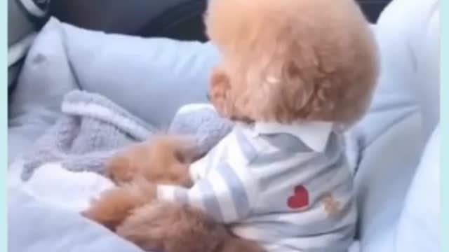 funny baby dogs | funny moment |