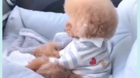 funny baby dogs | funny moment |