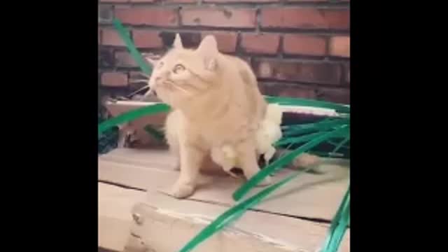 Don't you do that crow