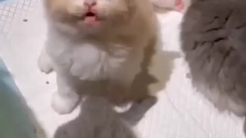 So cute kitten