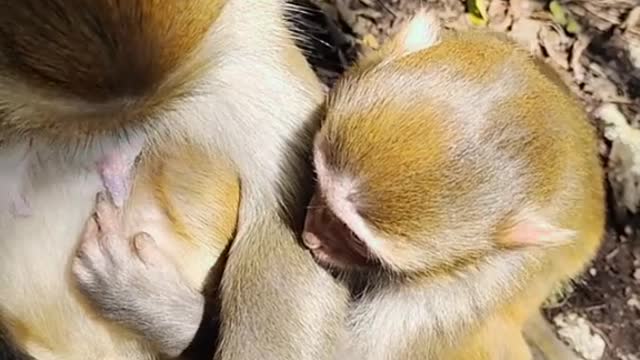 #monkey #monkeybaby #monkeys #monkeytiktok #monkeylover #life #animals #foryou #babymonkey