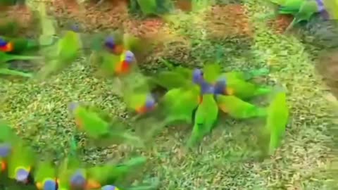 Beautiful Parrot Video
