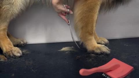 Giant King Shepherd amazing transformation Huge furricane