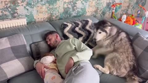 Sad Jealous Husky Thinks She’s Dads Baby Too!