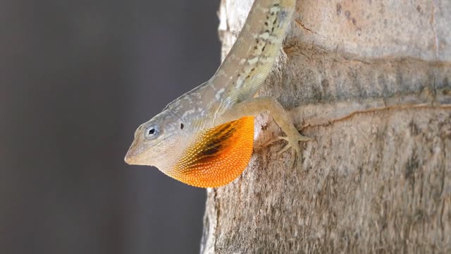 striped anoles on a tree