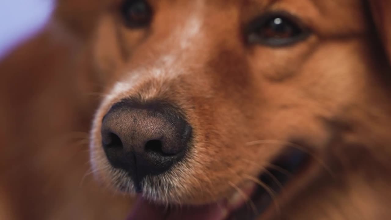 Close up of a dog