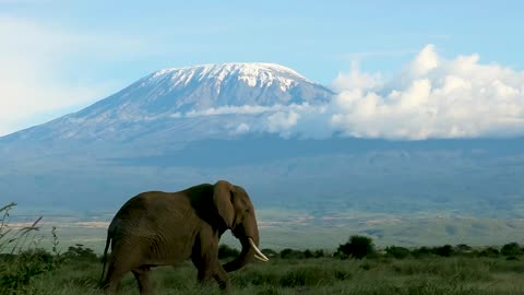 the giants of africa(african wildlife)