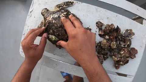 Rescue Sea Turtle Removing Barnacles From a Poor Sea Turtle | animals, Nature, turtles, ocean, ASMR