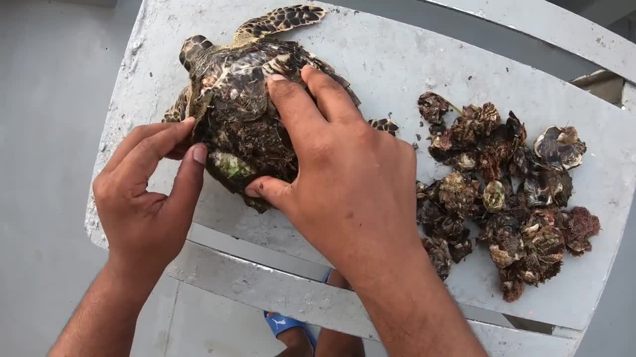 Rescue Sea Turtle Removing Barnacles From a Poor Sea Turtle | animals, Nature, turtles, ocean, ASMR
