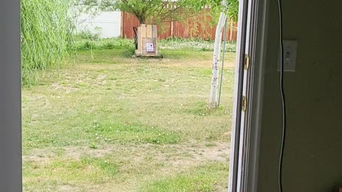 Shooting Firebird on 4th of July