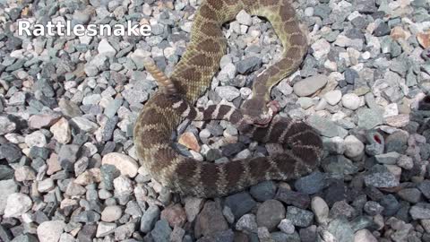 Rattlesnake