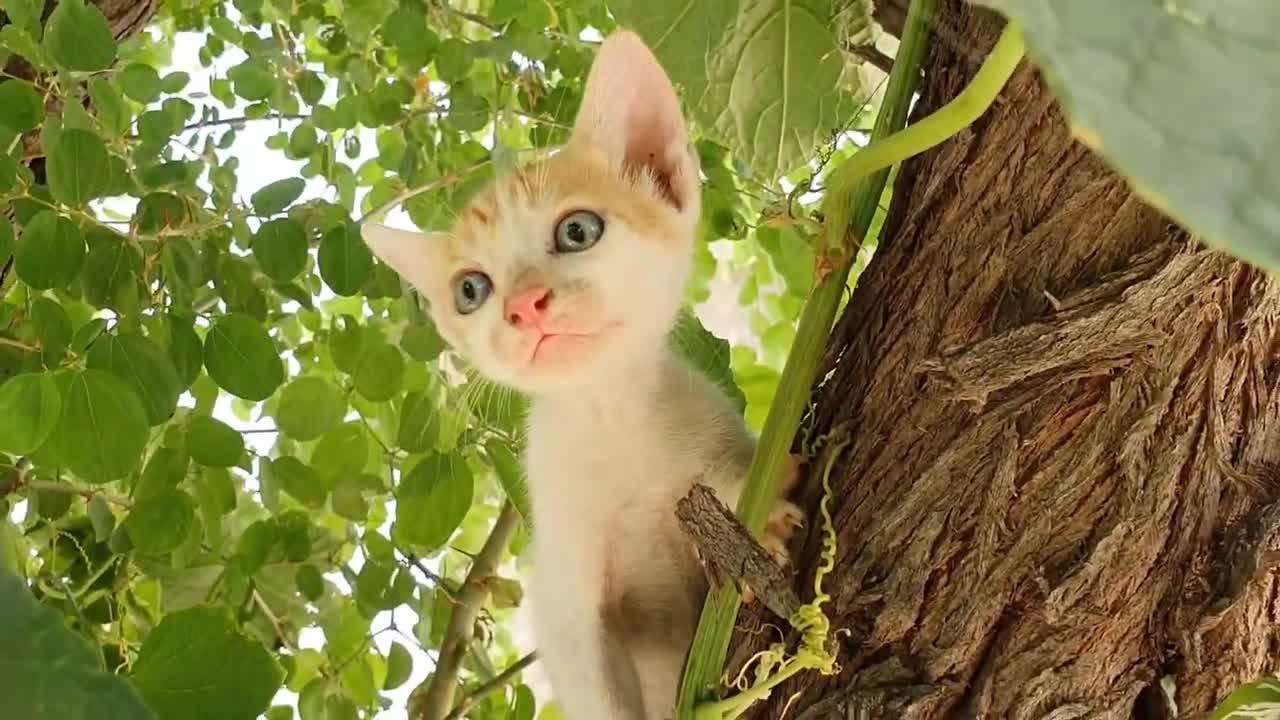 Baby Cats - Cute, Funny Cat Videos, Funniest Cats, best Playing Cats Dancing Kittens Compilation