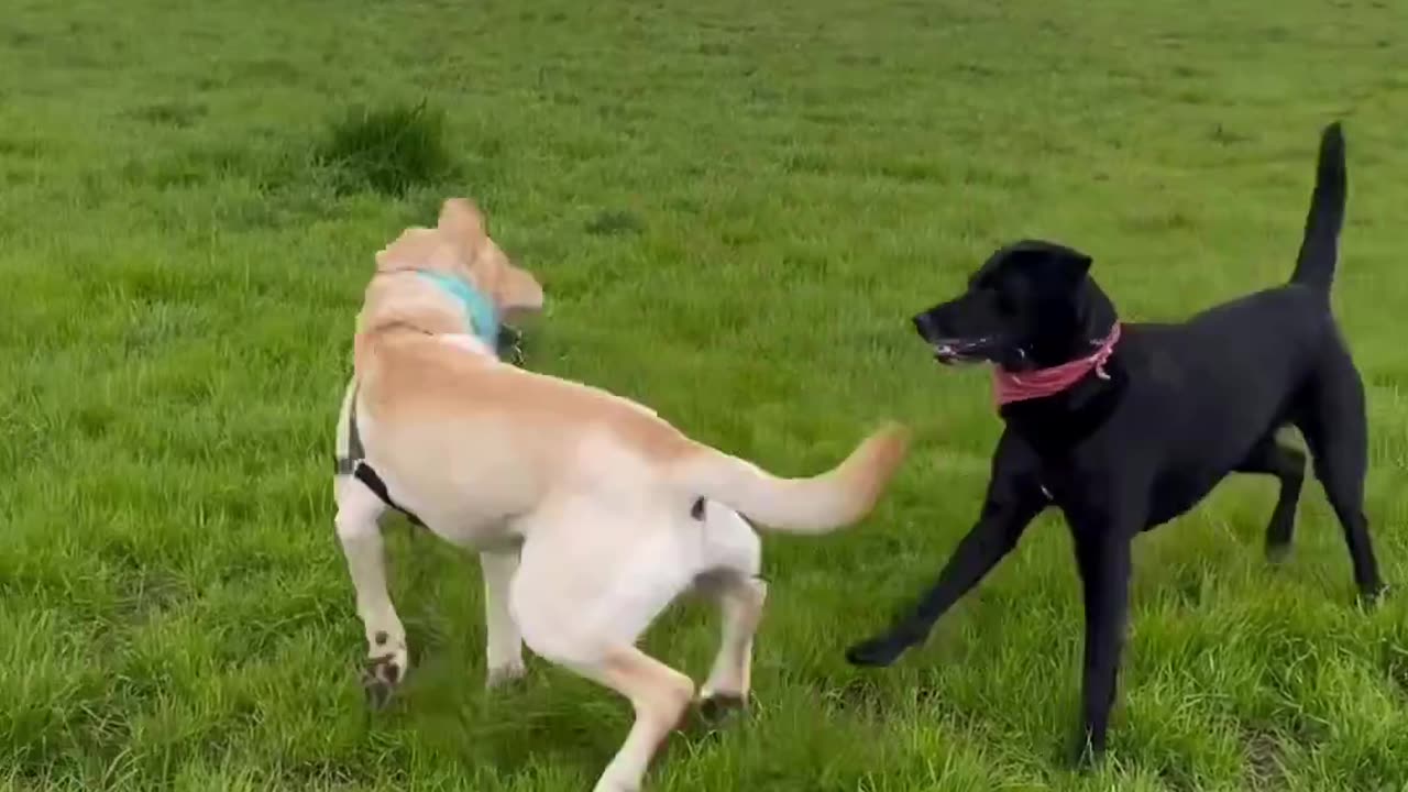 Two pups, one friendship, endless adventures