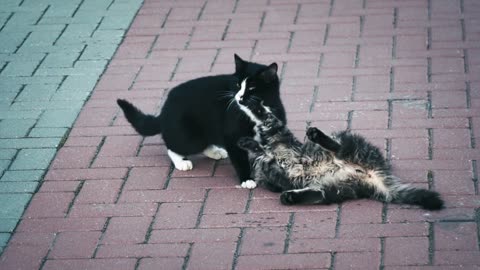 Chats Rue Étage Jeu Amusement Animaux Jouer