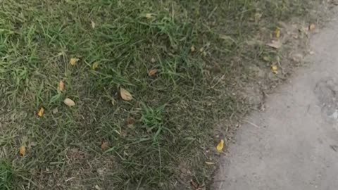 Shih Tzu Runs into Water Chasing Ducks