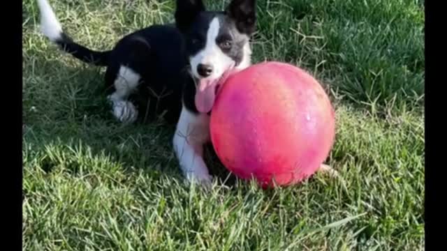 The dog seems to like ball toys