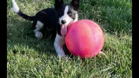 The dog seems to like ball toys