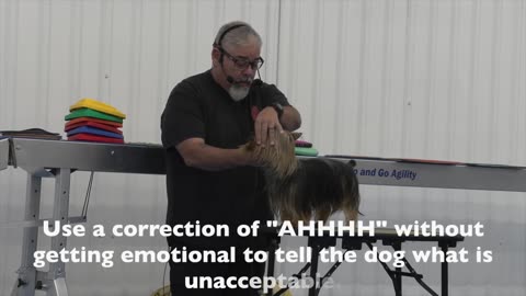 How to train a dog? Don't worry. Dog training tactics.
